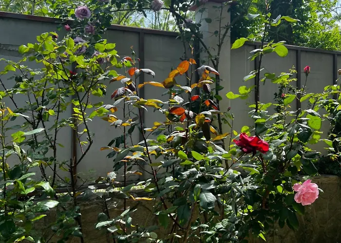 Zapovedni Rai 招待所 普里莫尔斯科