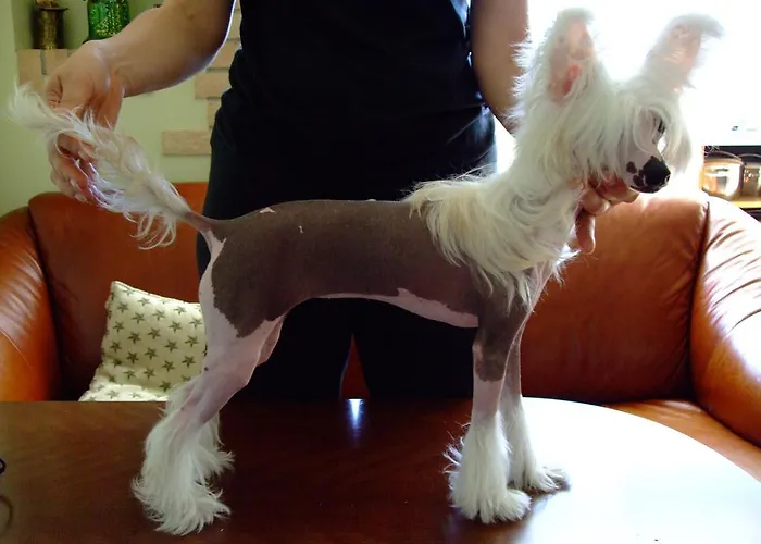 招待所 Zapovedni Rai 普里莫尔斯科