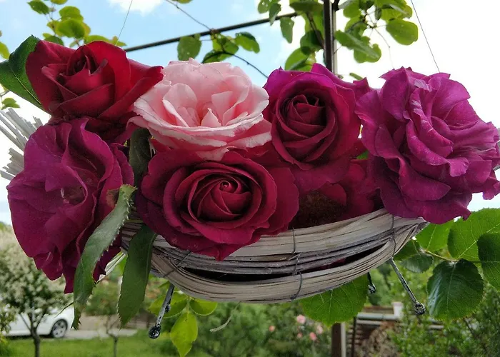 Zapovedni Rai 招待所 普里莫尔斯科