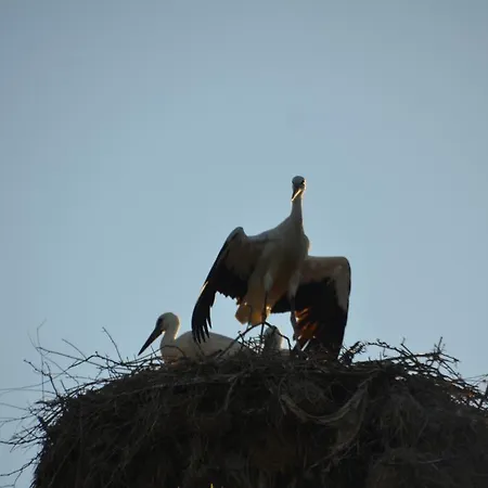 Guest house Zapovedni Rai 4*