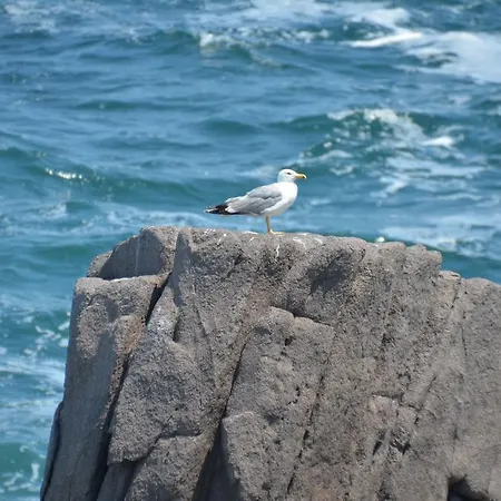 Guest house Zapovedni Rai Primorsko